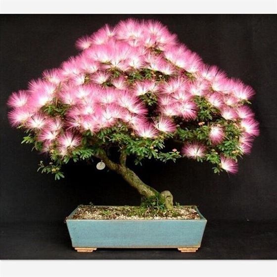 Bonsai Flower-Potted-Plants Tree Mimosa 20pcs for Silk Called Albizia