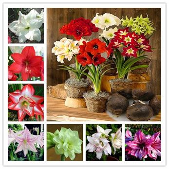 2-Bulbs Lily Balcony Plant Barbados Not-Bonsai Home Garden Potted Hippeastrum True