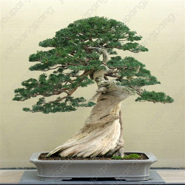 Perennial-Plants Tree Wooden Best-Packaging Black Pine Indoor Bonsai Japanese Home-Garden-Decoration