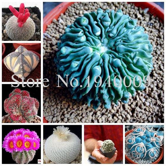 Bonsai Plant Cactus Flower Flower-Cactus Rare Succulent Flores Garden 200pcs Purify-The-Air