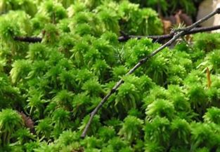 sphagnum cropped.JPG
